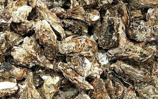 生蚝价格多少钱一斤