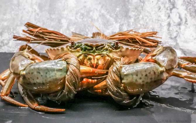 青蟹是什么蟹种