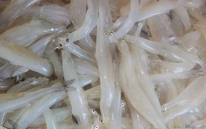 白肌银鱼是什么鱼