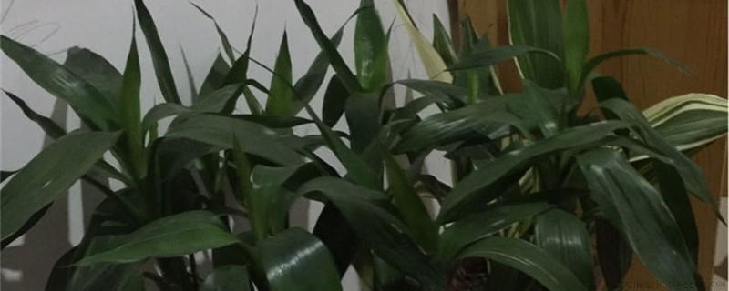 水养富贵竹可以用生根粉浸泡吗