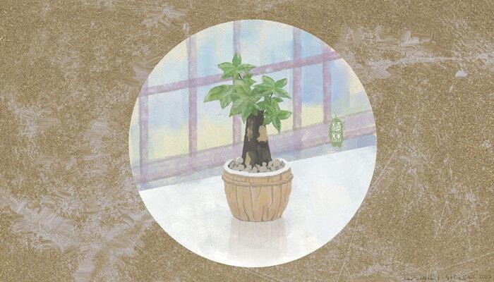 发财树怎么养才能更旺盛