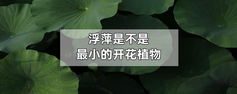 浮萍是不是最小的开花植物