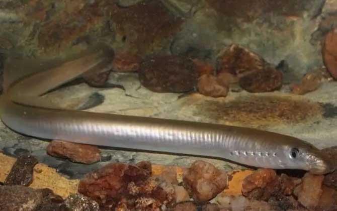 僵尸鱼是什么鱼