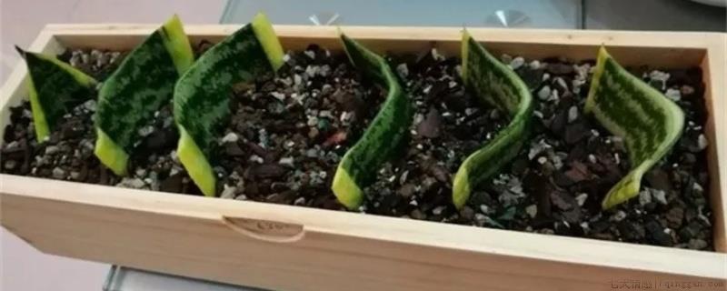 养虎皮兰的最佳配土