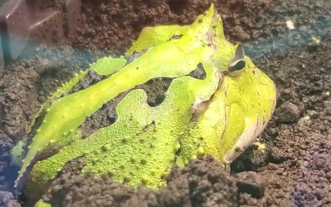 霸王角蛙价格多少钱一只