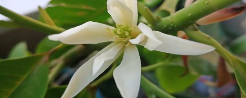 白兰花花语是什么