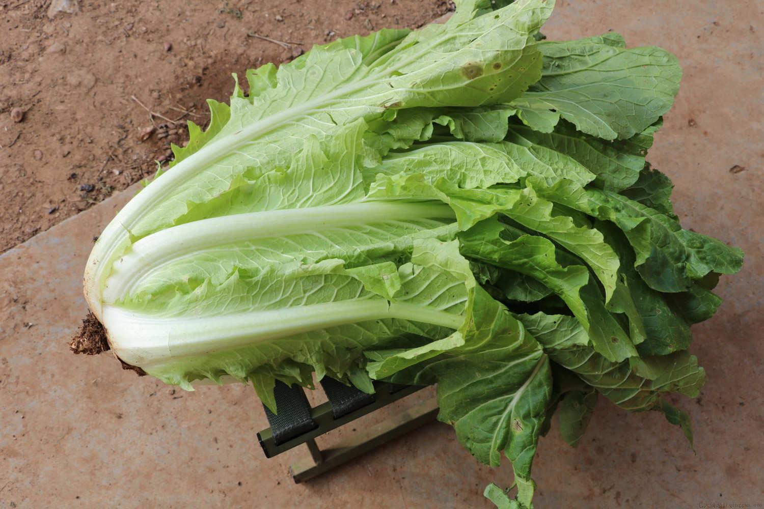 12月份应季蔬菜有哪些