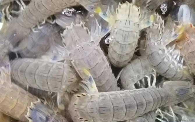 濑尿虾是什么虾