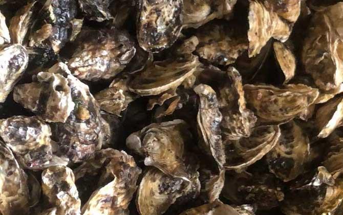 海蛎子是什么动物