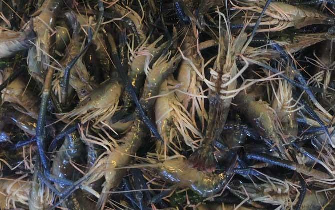 龙游浅水遭虾戏是什么意思