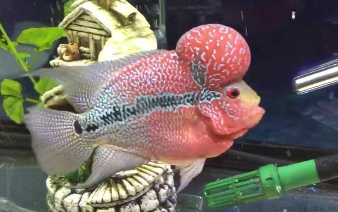 罗汉鱼吃什么起头