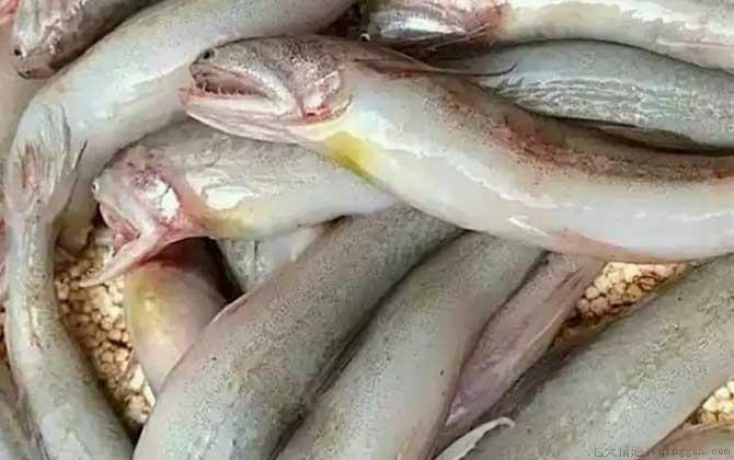 虾潺是什么动物