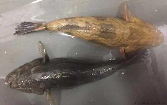 笋壳鱼是什么鱼