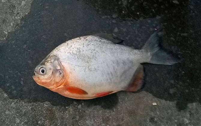 淡水白鲳是食人鱼吗