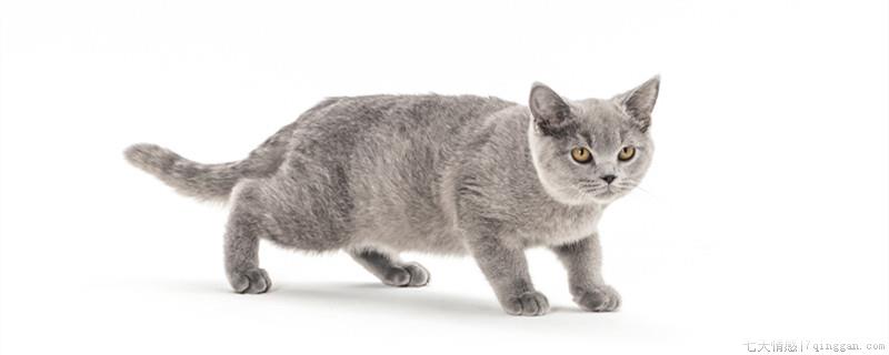 蓝猫的起源