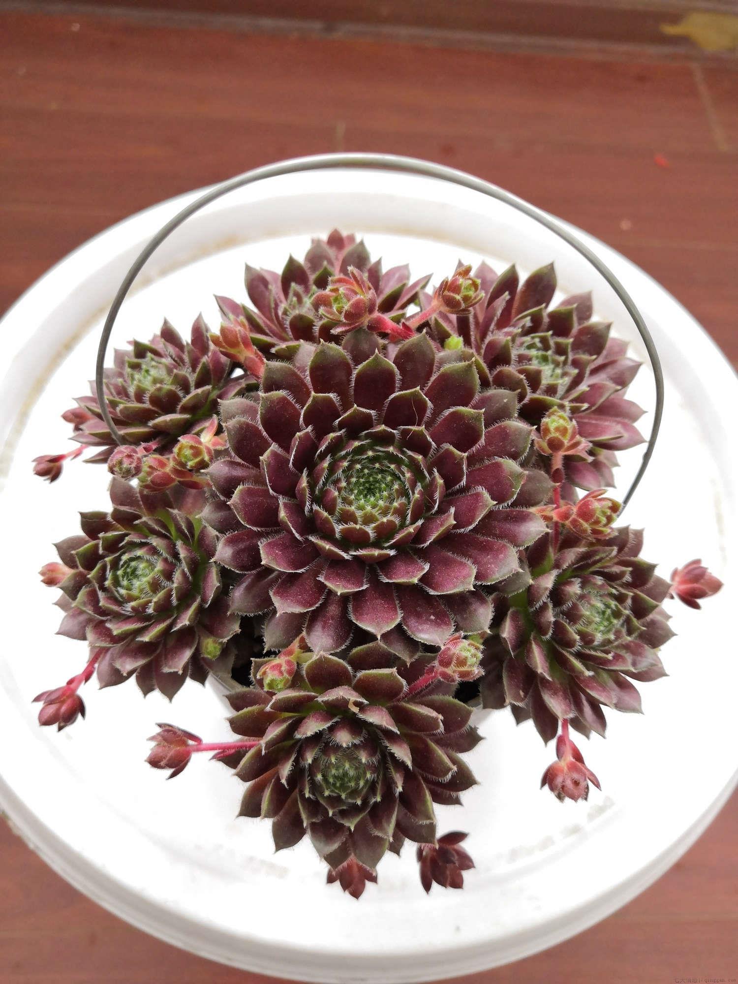 耐晒的多肉有哪些