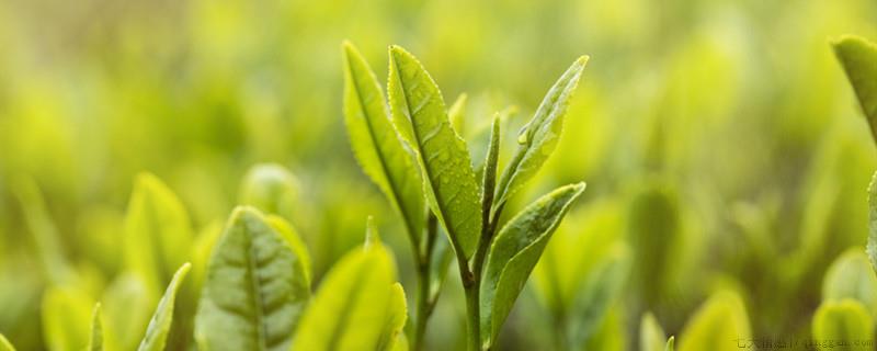 茶的由来