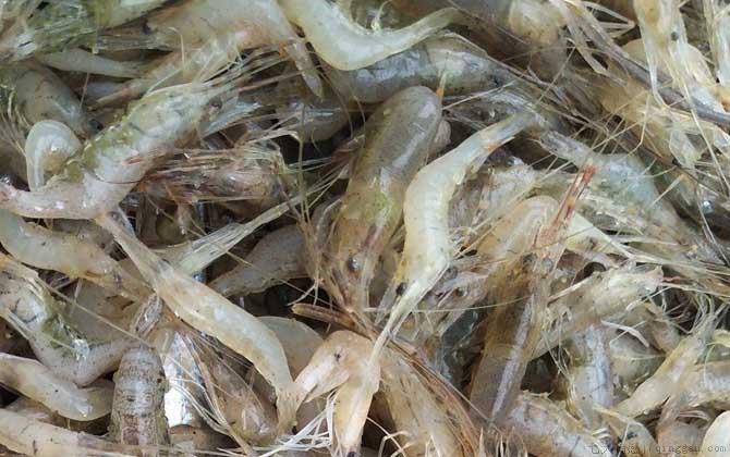虾煮几分钟就熟了