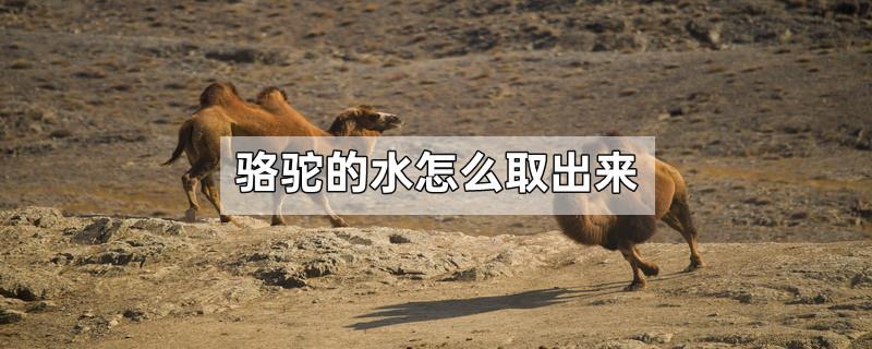 骆驼的水怎么取出来