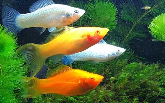 玛丽鱼是什么鱼