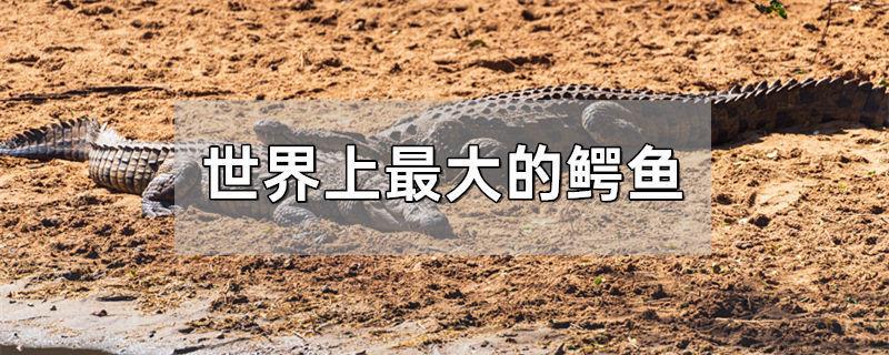 世界上最大的鳄鱼