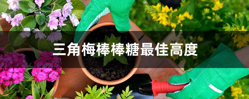 三角梅棒棒糖最佳高度