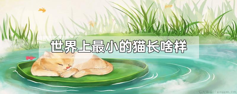 世界上最小的猫长啥样