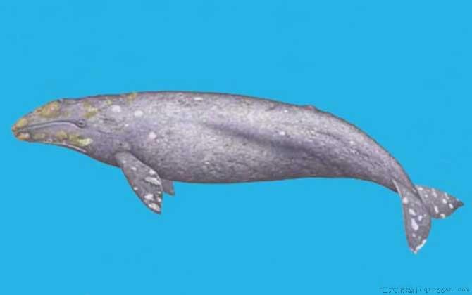 一鲸落万物生是什么意思