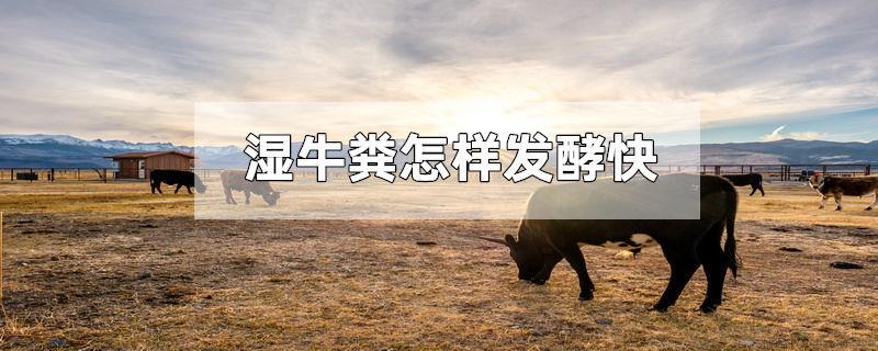 湿牛粪怎样发酵快