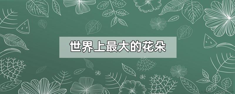 世界上最大的花朵