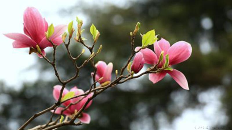玉兰的养殖方法和注意事项