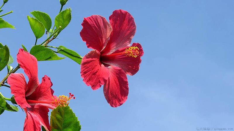 扶桑花怎么养