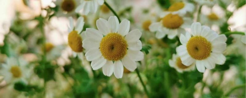 银包菊花语