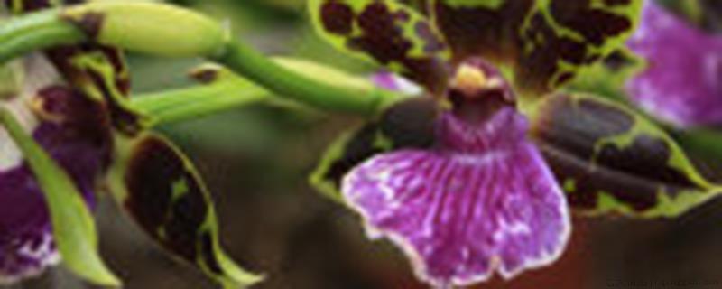 兰花一般什么季节开花