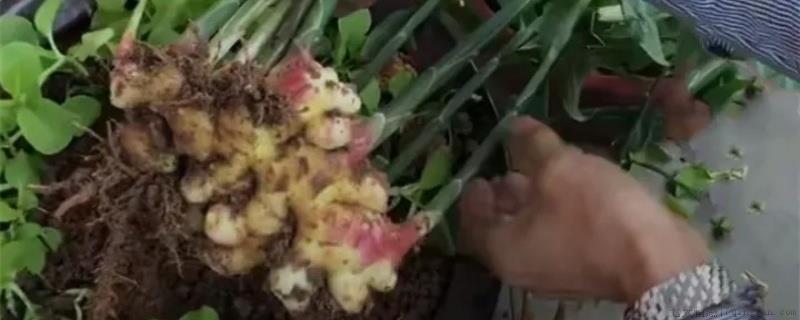 姜的生长期是多少天