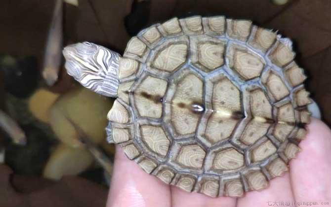 地图龟是什么龟
