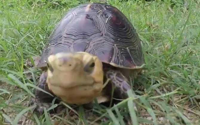 黄额闭壳龟是什么龟