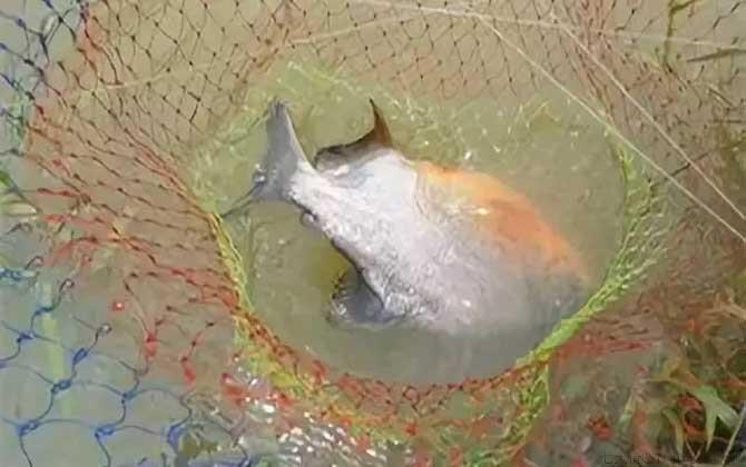 淡水白鲳能吃吗