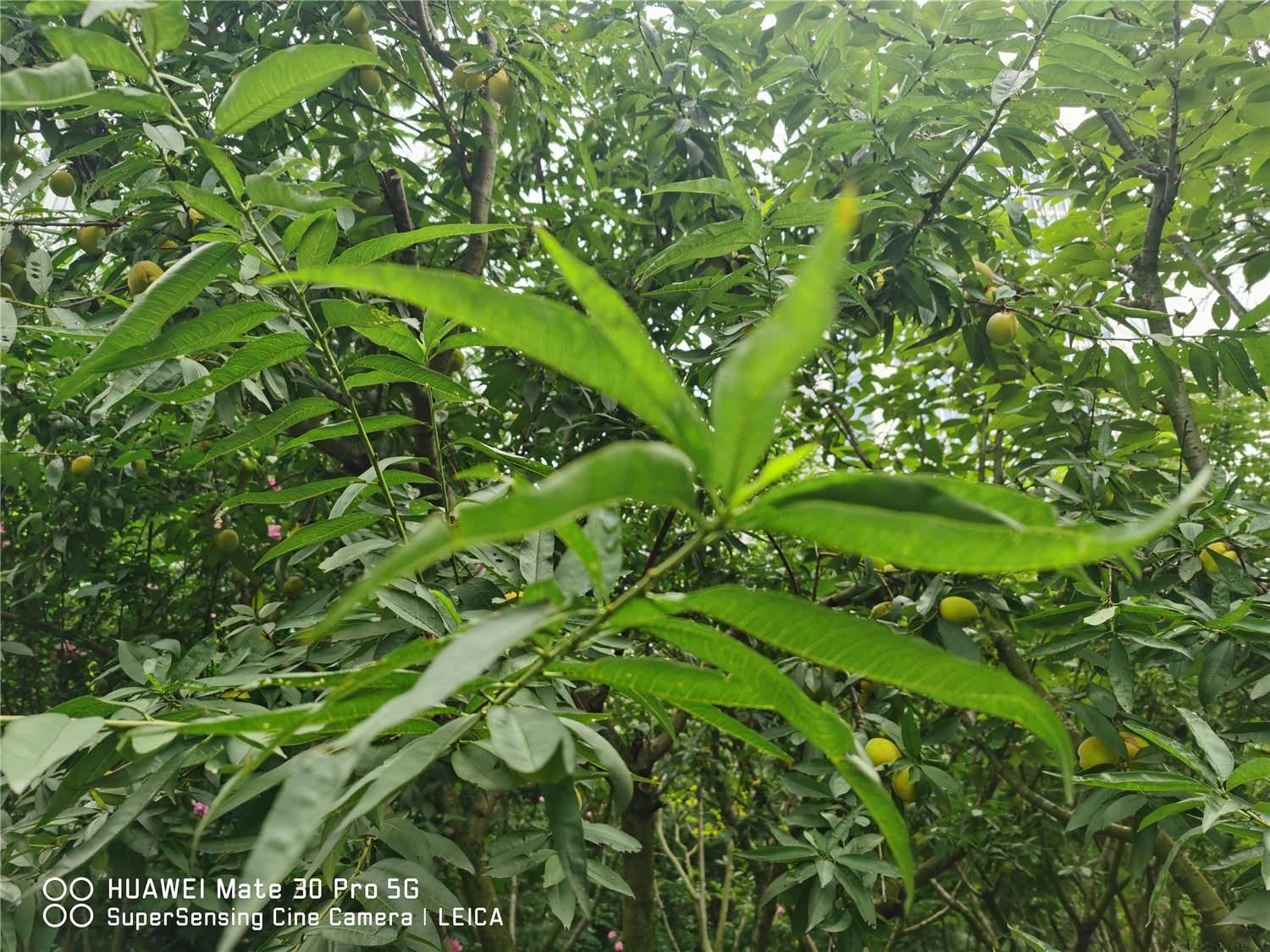 桃树蚜虫用什么药最好，怎么预防蚜虫