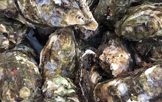 生蚝怎么处理干净