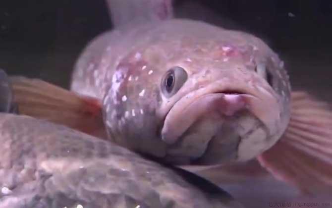 七星鱼价格多少钱一斤