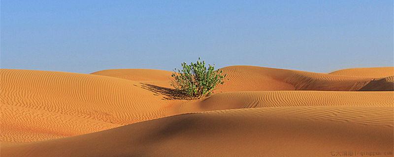 沙漠中的植物根为什么很长