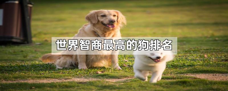 世界智商最高的狗排名