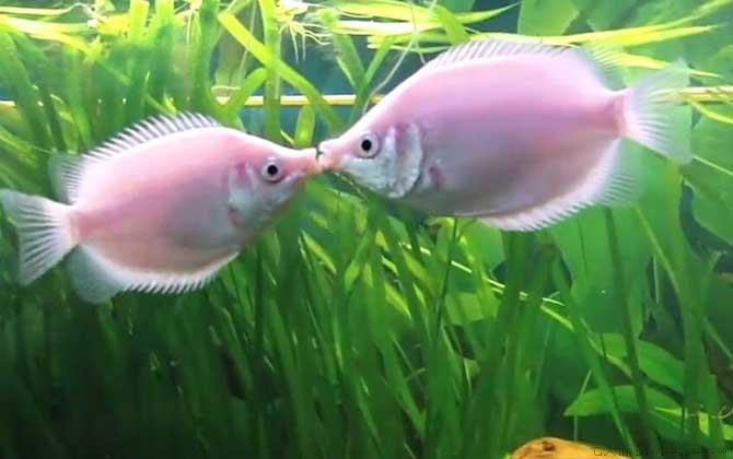 接吻鱼为什么接吻