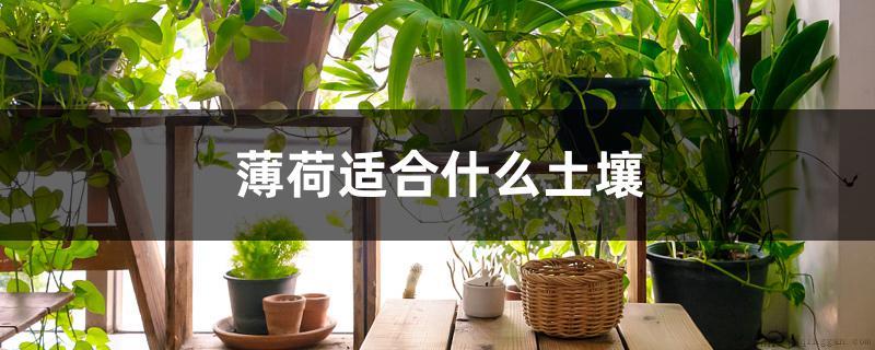 薄荷适合什么土壤