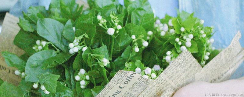 茉莉花秋天可以换盆吗