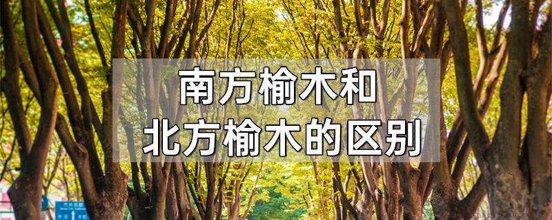 南方榆木和北方榆木的区别