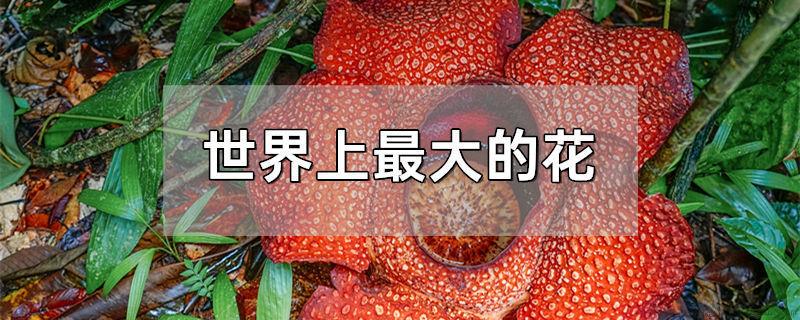 世界上最大的花