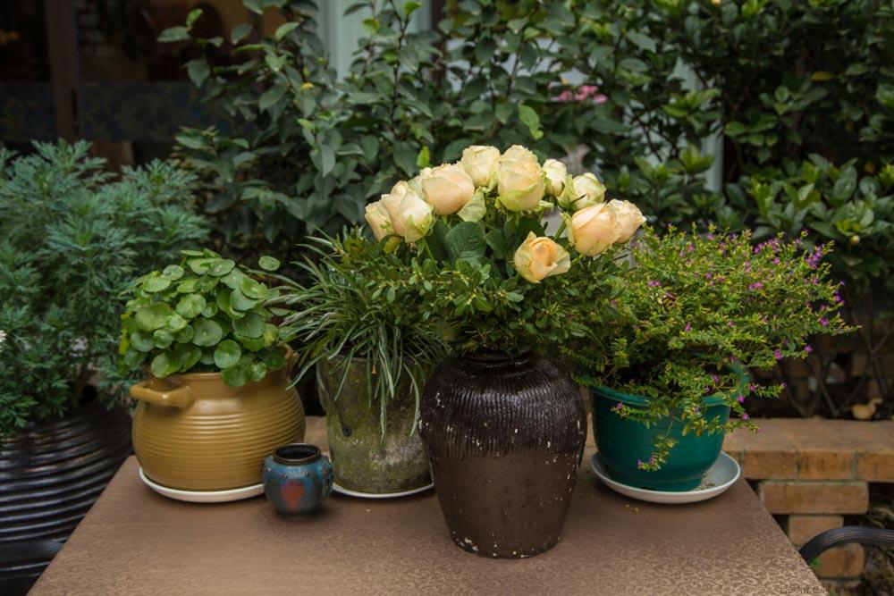 茶花凤仙播种的方法和时间
