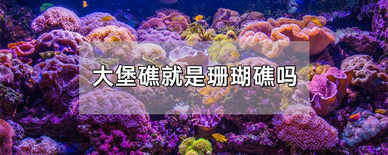 大堡礁就是珊瑚礁吗
